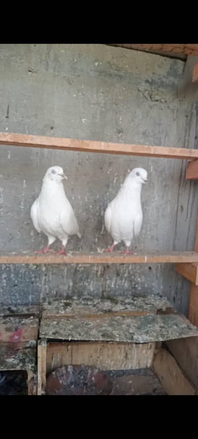 Patti wale top quality pair resulted perfect