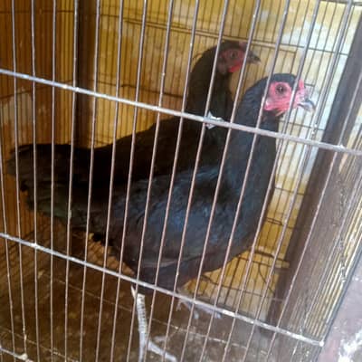 Egg Laying Black Desi Hens