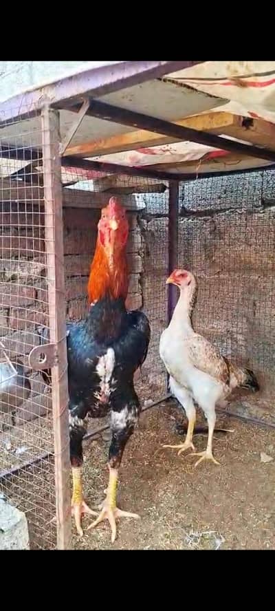 Japanese Shamoo breeder pair