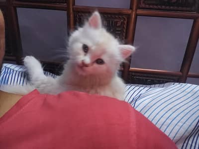 Off White Perisan Kitten