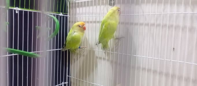 Creamino red eye Lovebird pair for sell no cage