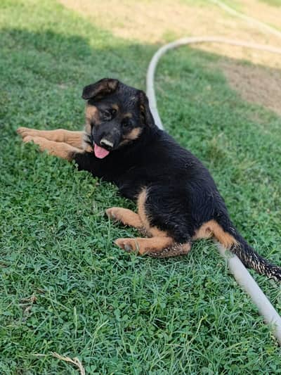 german shepherd puppies & breader female for sale