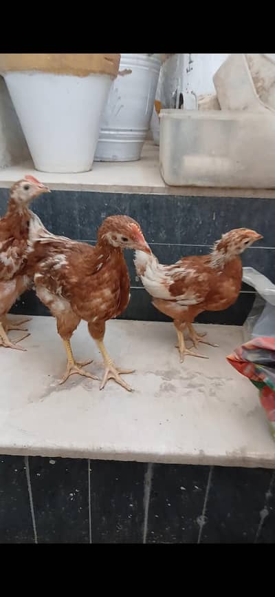 Lohman brown and jageeri Aseel quality chicks