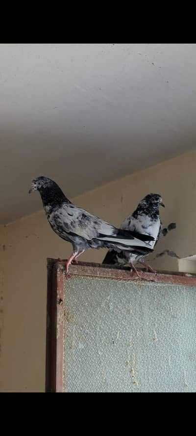 Teddy pigeons