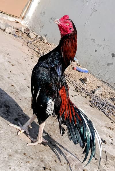 aseel patha high quality