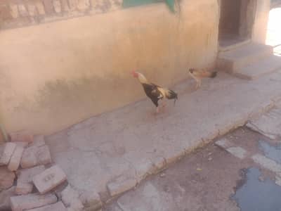 Pure Aseel Murgay or Murgeeyan