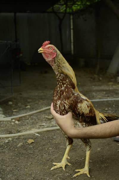 gadra quality phatta