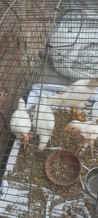 Aseel white chicks available for sale