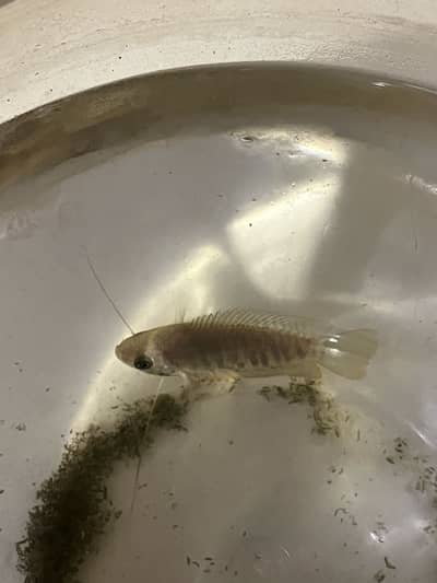 Gourami Fish with Fish Bowl