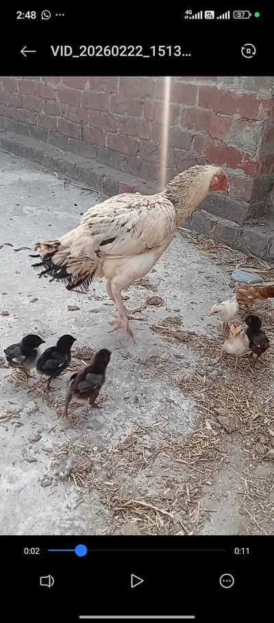 aseel chicks and hen