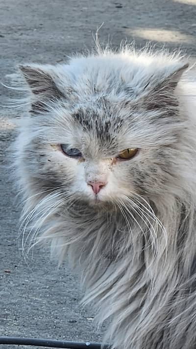odd eye persian cat (lost pet)