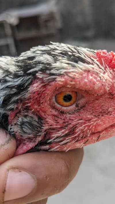 meawale phata and thi cross phati