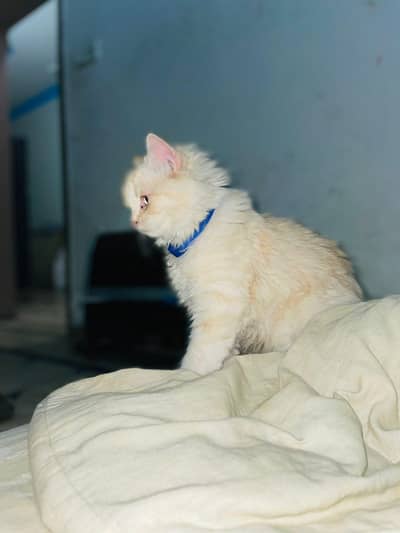 Persian Fawn colour female kitten / cat