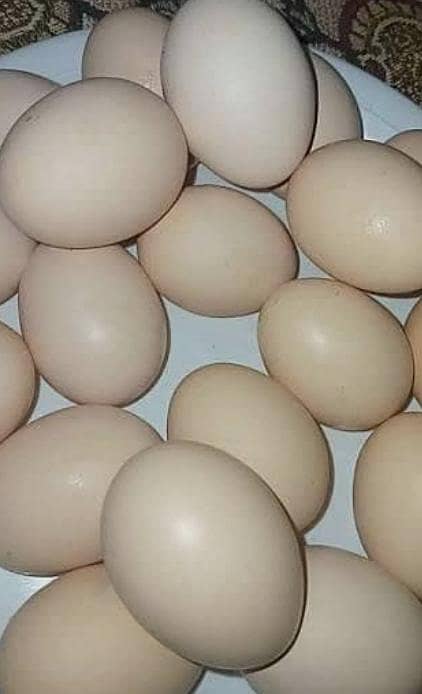 گھر کے دسیی انڈے 0