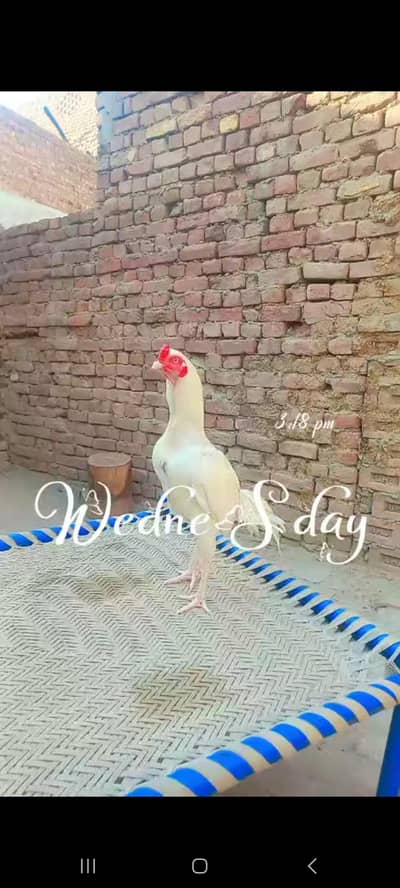 Top Quality Herra Aseel Murga – Healthy & Active for sale