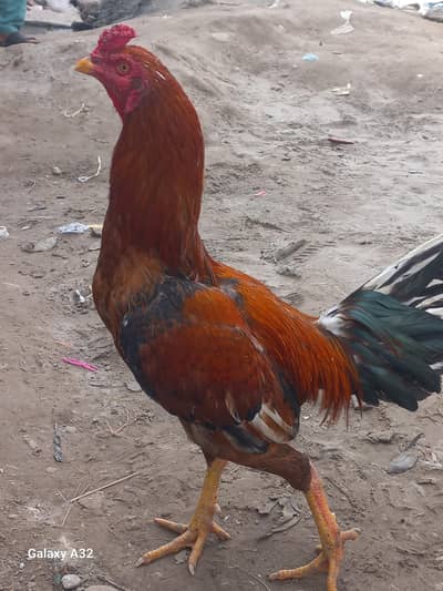 Aseel Murga For sale, bread not confirm shoq ki waja se pala hy.