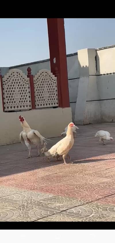 aseel heera 1 pair or 4 chicks & 4 pathy