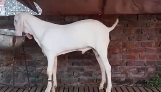 Gulabi Bakra 2 Dant Bakra hai/ 03291198926