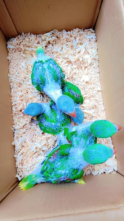 Kashmiri Raw Chicks 0310+77+99+888