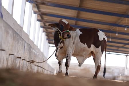 Cholistani & Ablak | Qurbani Cattle | Palai Service Available | Healt