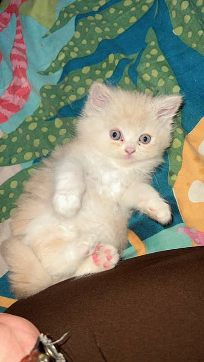 Persian Cat Triple Cort