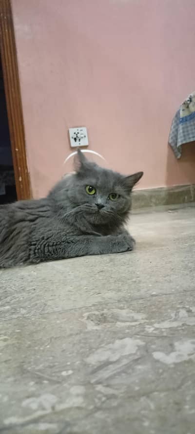 female 1st heat py hai