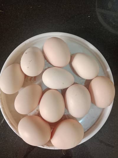 aseel fresh eggs or breeder female