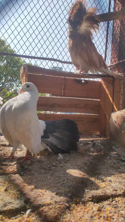 Black tail pair & Jacobin male