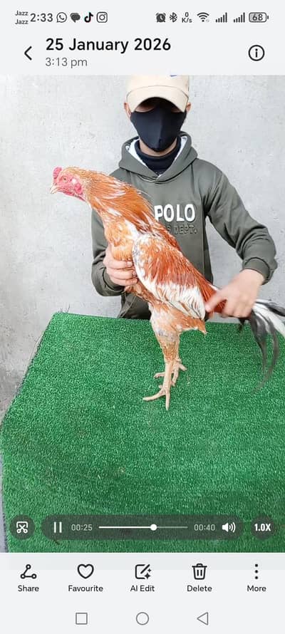 Aseel | Burmi Cross | Pakistani Aseel | Mushka Aseel | Hen | Murgha