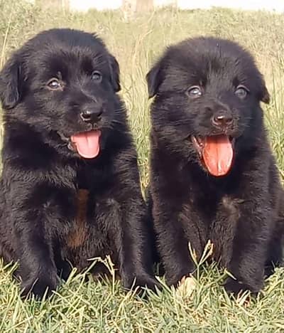 black Shepherd German double coat for sale