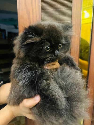 SELLING my Black and White Persian Kittens