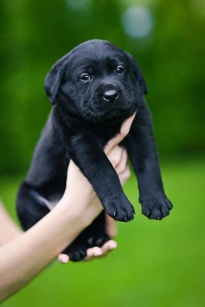 New Real Labrador dogs for sale