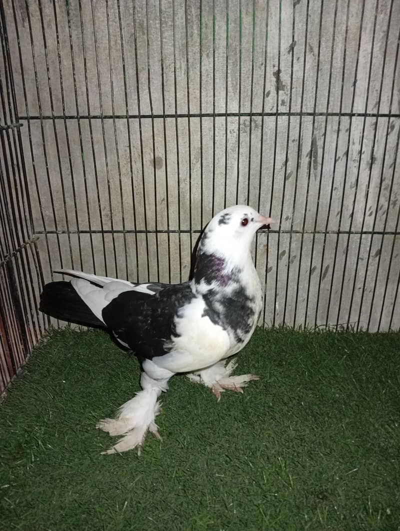 fancy pigeons 1