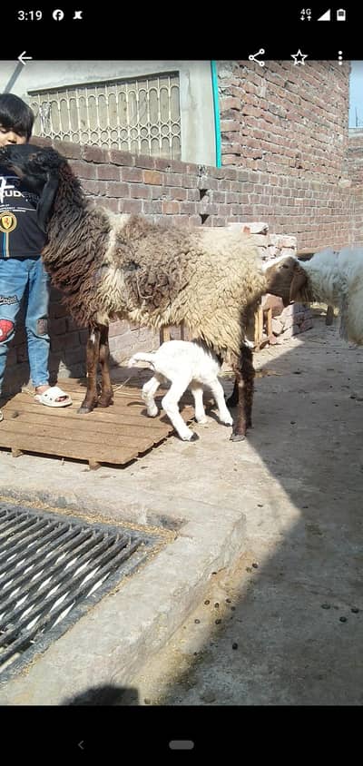 dasi sheep with male kid