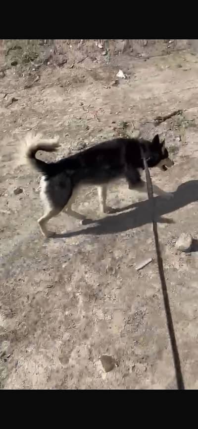 Arjant seel. hasky  plzz. call me. fazul. log. tank. na. kara