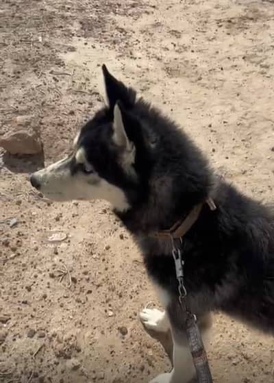 Arjant seel. hasky  plzz. call me. fazul. log. tank. na. kara