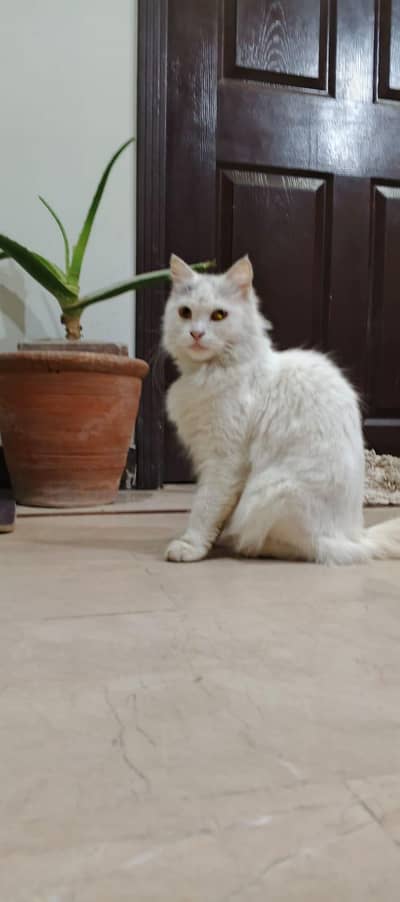 female Persian cat for sale