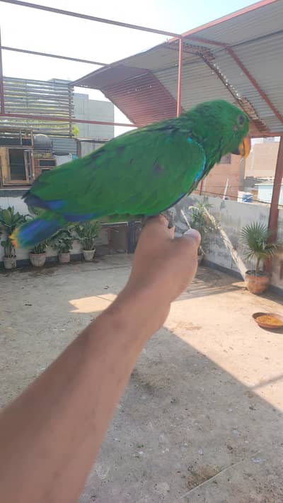 Eclectus male