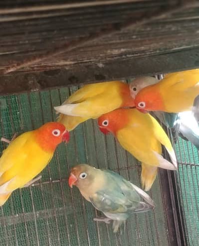 lutino fisheri split blue split ino