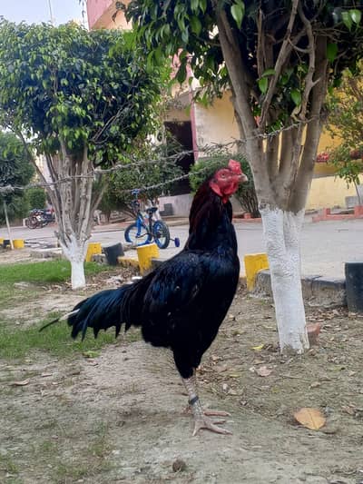 pure black aseel murga