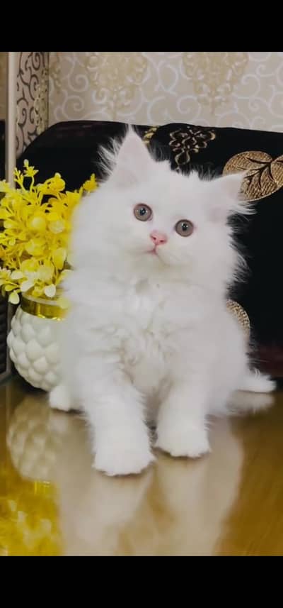 Quality Persian Punch face cat & kitten is 03477878702 WhatsApp