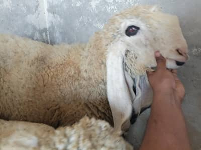 Kajla Chatra Or Madi Kajli  Madi Age 8 month Or Kajla ki Age 6 Months