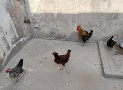 Golden Misri 3 female 1 male health, active