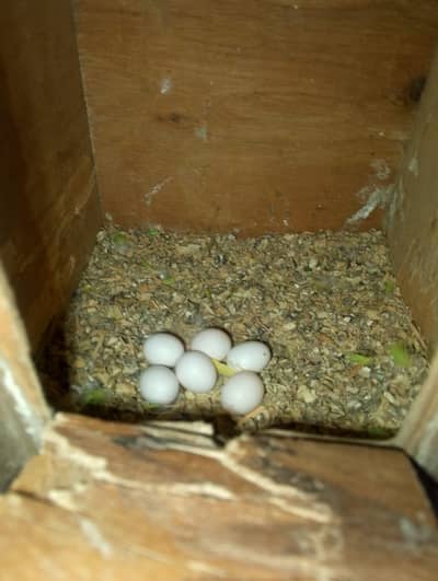 bujri breeder pair with eggs and without eggs and one extra male