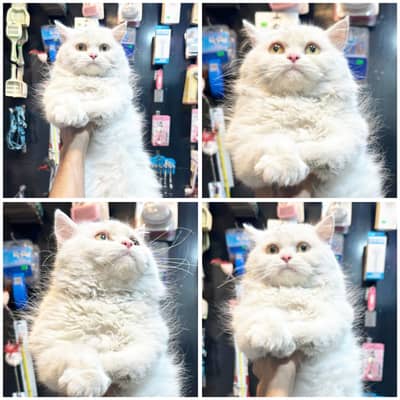 Pure Persian cats| triple long coated cats | cats For Sale