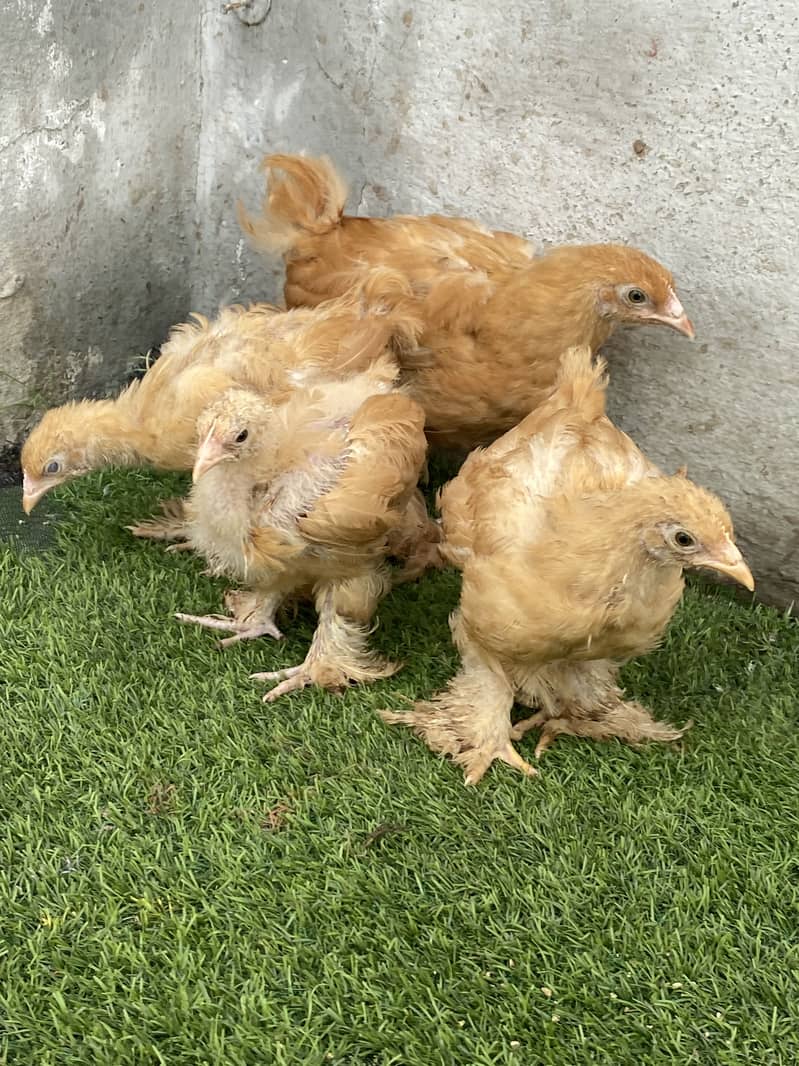 Heavy Buff chicks 7
