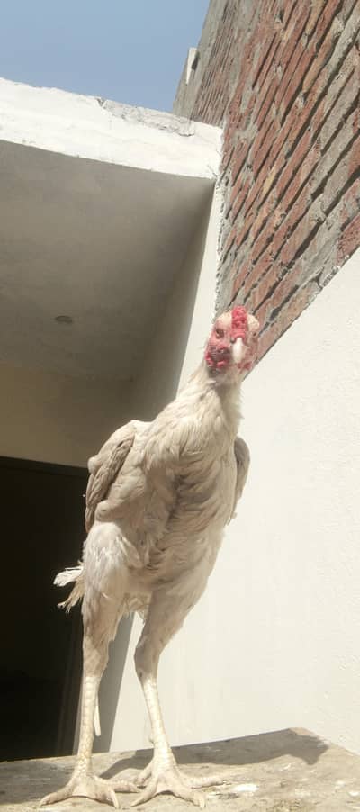 Jorry hai Shamo original