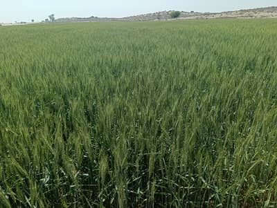 Agricultural Land For Grabs In 6000 Kanal Multan Bypass