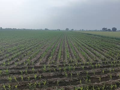 Commercial land 2700 FEET MAIN ROAD FRONT SHOUR KOT INTERCHANGE SE 25 KM ON LAYYA ROAD