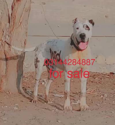 bully Golden mail for sale